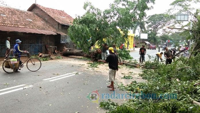 Pohon Besar Tumbang, Lalu Lintas Losari-Ciledug Lumpuh