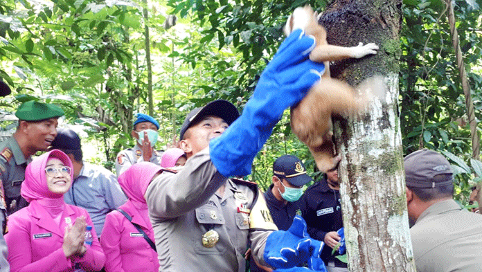 Puluhan Ekor Kukang Jawa Dilepaskan, Masyarakat Diimbau Hentikan Perburuan Hewan Dilindungi