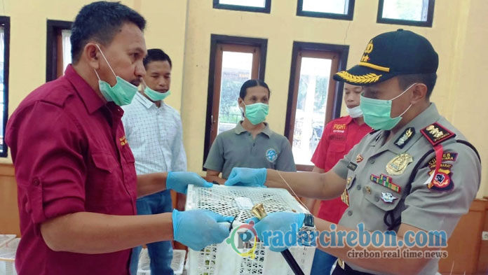 79 Ekor Kukang Jawa Diserahkan ke BKSDA Jabar