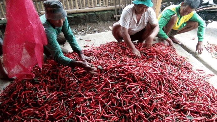 Harga Cabai Merah Anjlok, Petani Merugi