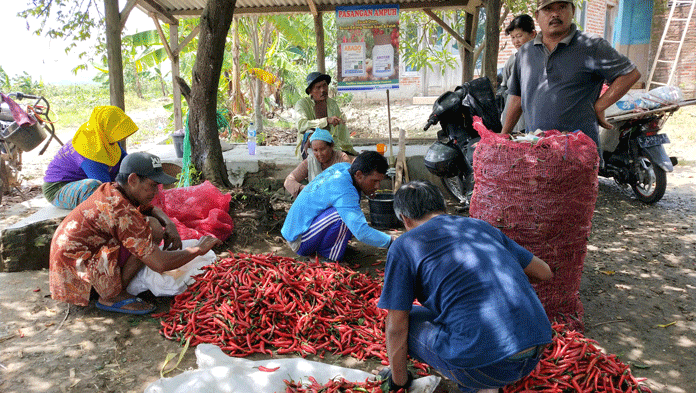 Sayuran Panen Melimpah, Harga Anjlok