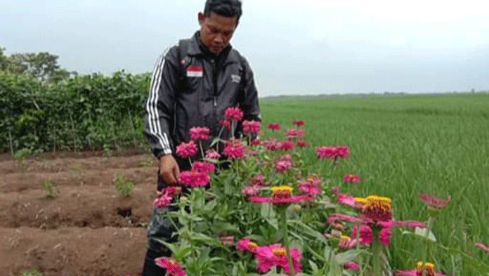 Kendalikan Serangan Hama secara Alami, Petani Budidayakan Tanaman Refugia