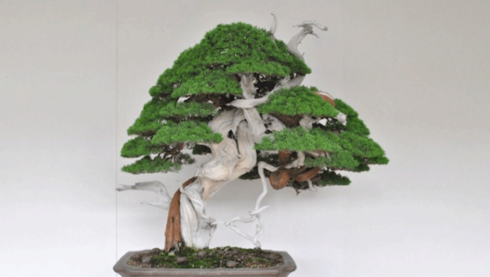 Bonsai Senilai Rp 1,6 M Digondol Maling