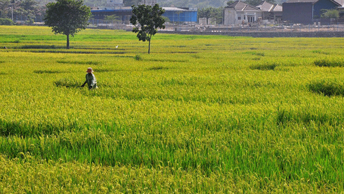 Petani Cemas, Padi Ambruk Jelang Panen