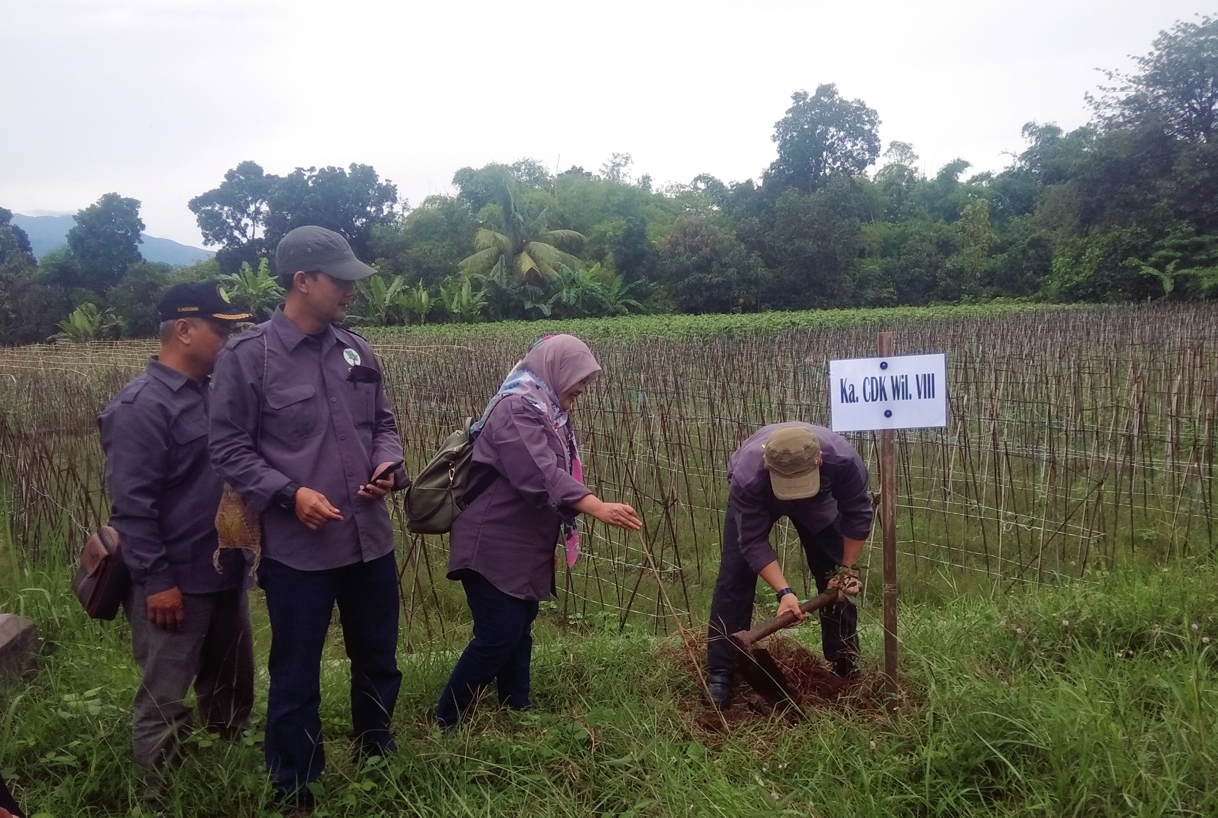 2.000 Bibit Pohon Ditanam di Jalan Panyingkiran-Cigasong