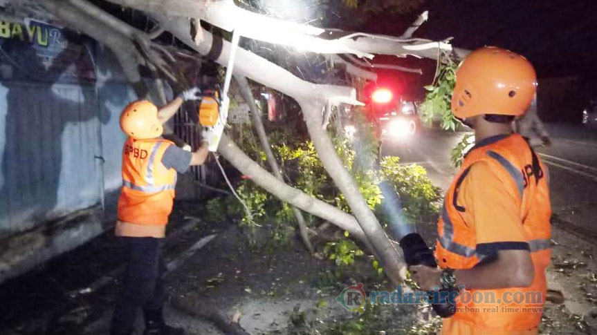 2 Ribu Pohon Rawan Tumbang, Intensitas Hujan Tinggi, Genangan Juga Mengancam