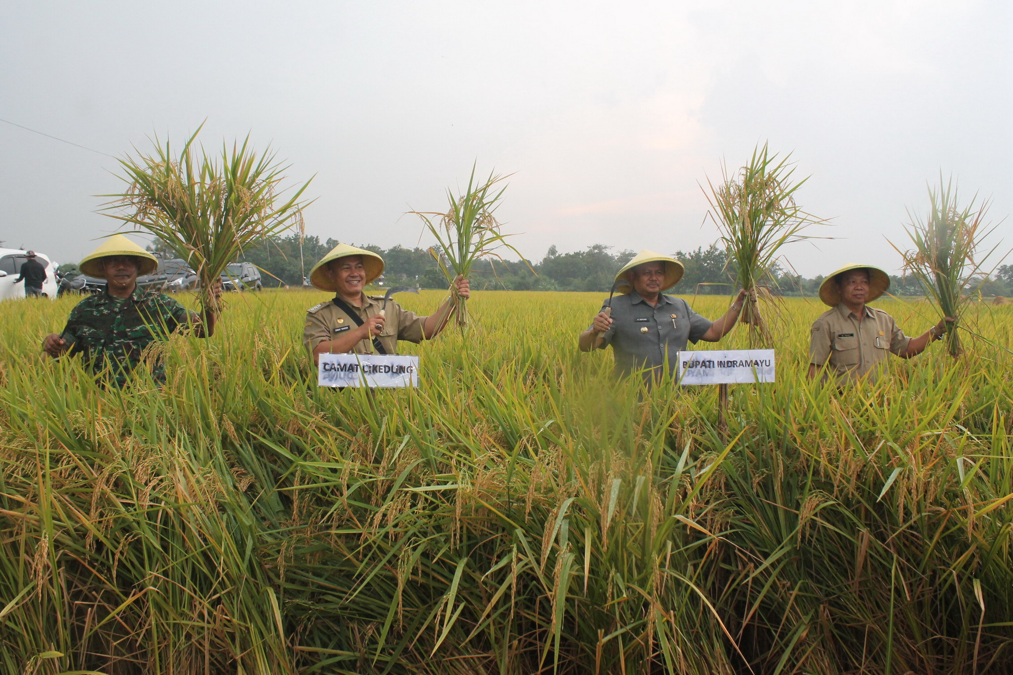 Janji Bangun Infrastruktur Pertanian, Bupati Supendi Panen Perdana di Desa Loyang