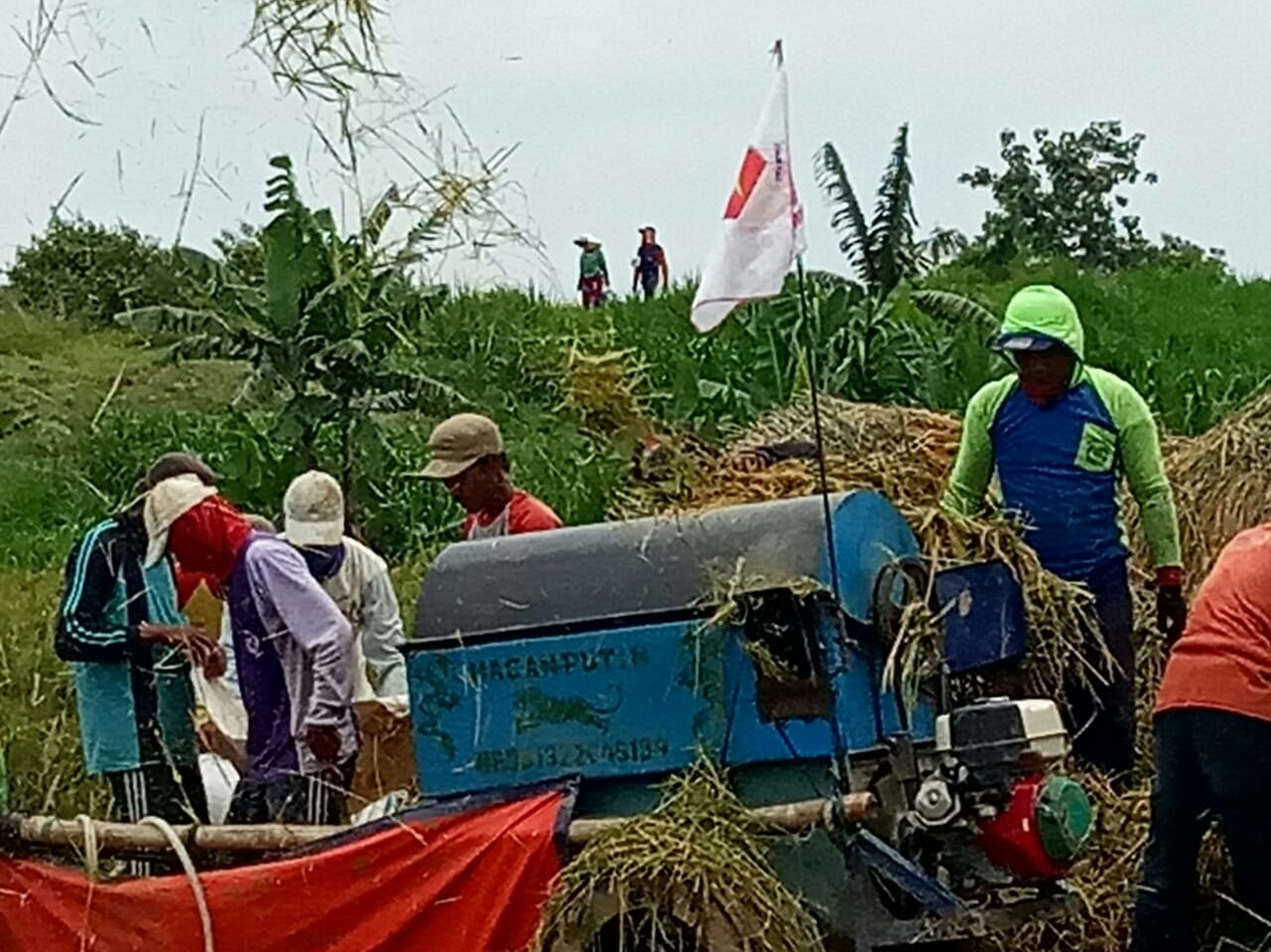 Gabah Anjlok, Biaya Produksi Tinggi, Satu Kilogram hanya Dihargai Rp4.700