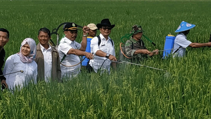 Pemilu, Panen Raya di Cantigi Diliburkan