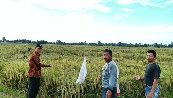 Padi Roboh, Petani Terpaksa Panen Dini