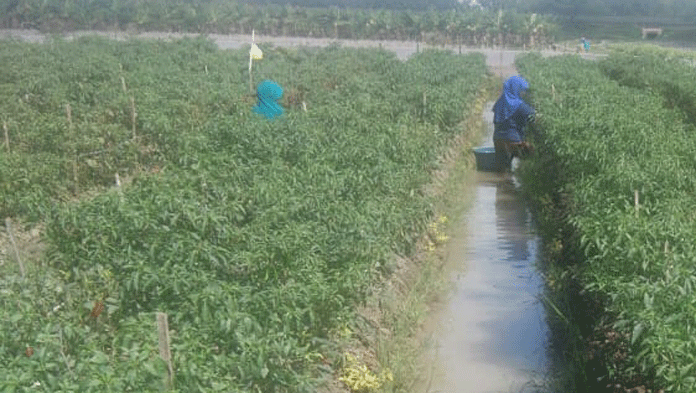 Cuaca Tak Menentu, Petani Cabai Waswas