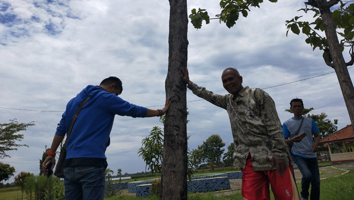 Geger, Pohon Jati Tumbang Tiba-tiba “Bangun” Sendiri