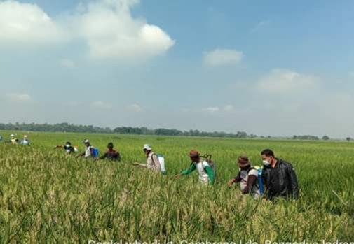 Atasi Wereng,  80 Hektare Padi Siap Panen Disemprot Masal