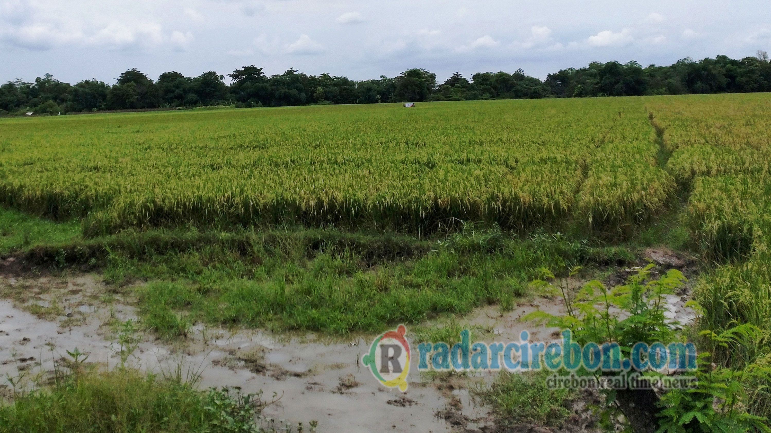 Curah Hujan Tinggi, Lahan Pertanian Arjawinangun Masih Aman