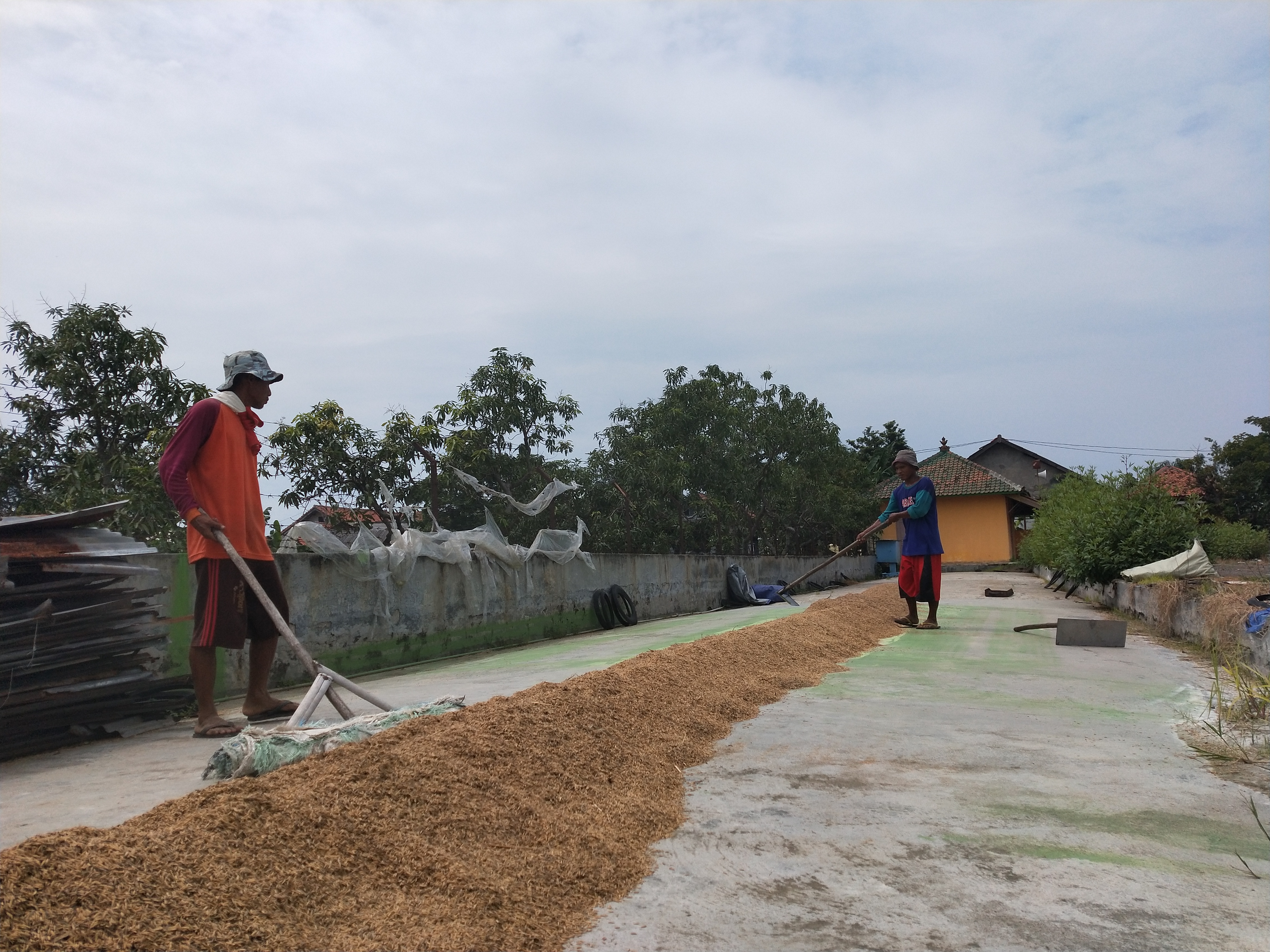 Kelompok Petani Tunggu Aksi Bulog, Berharap Cepat Stabilkan Harga