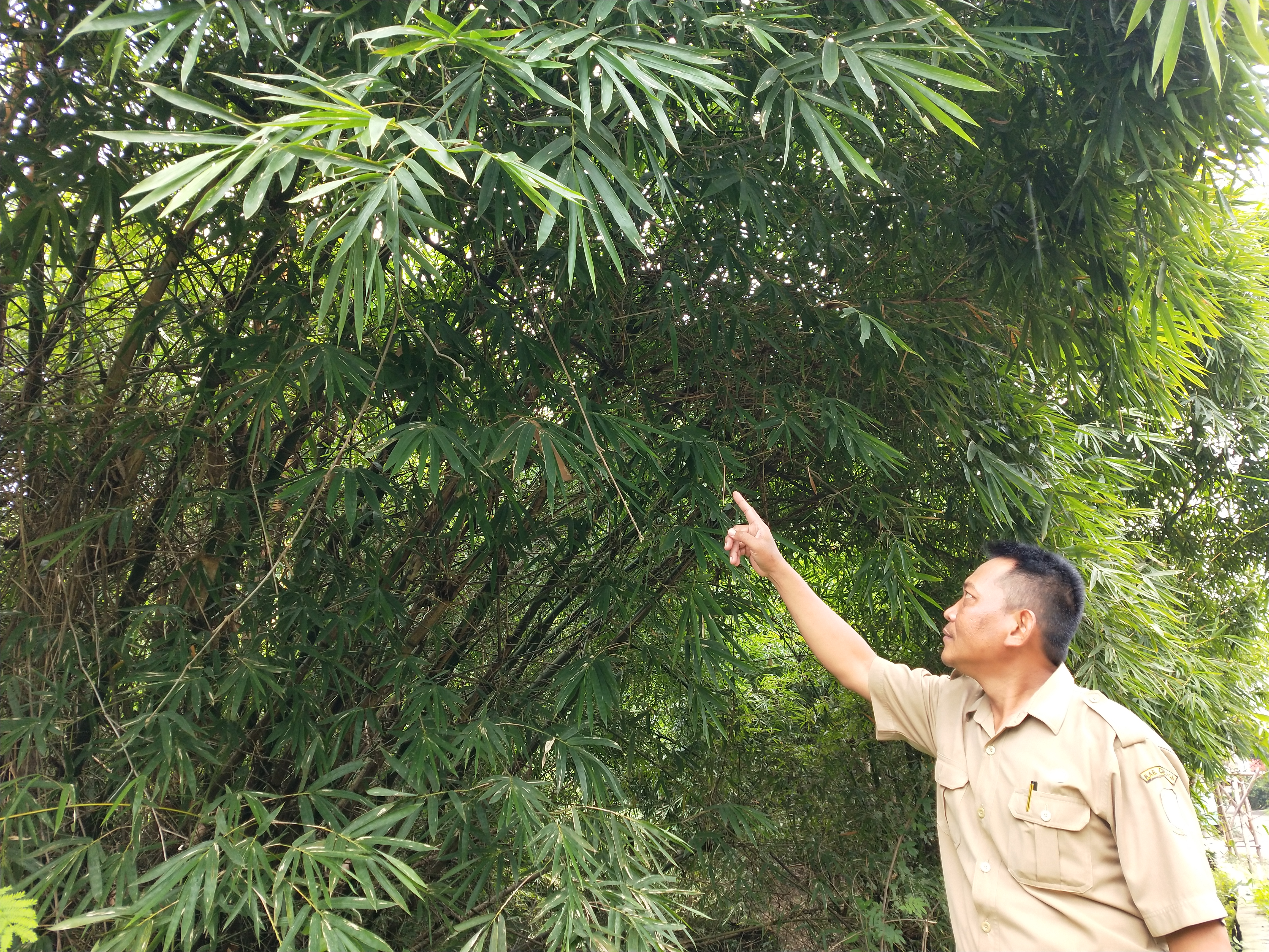 Kabel Listrik Melintang, Pernah Makan Korban