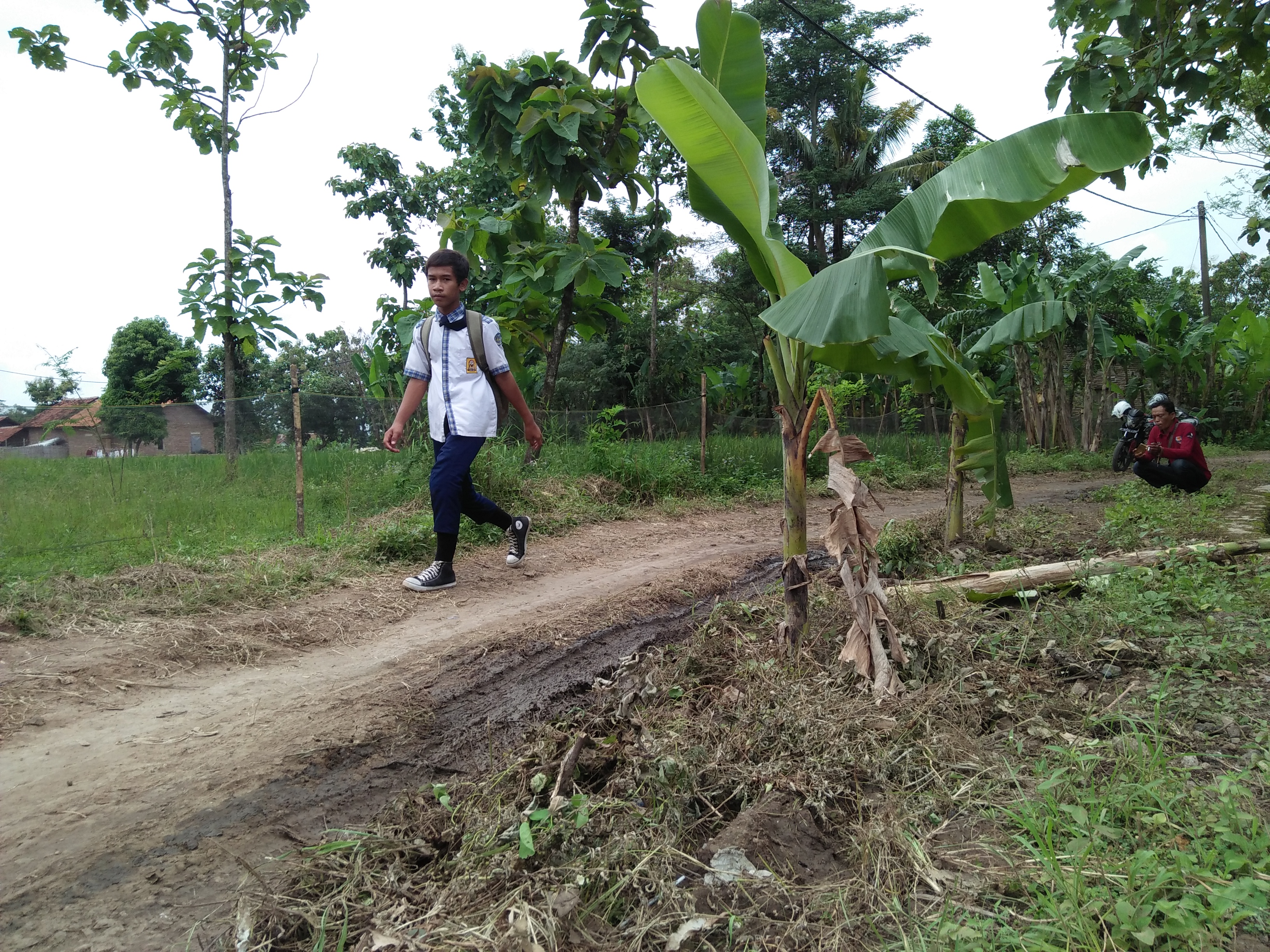 Kesal, Warga  Tanam Pohon  Pisang di  Tengah Jalan