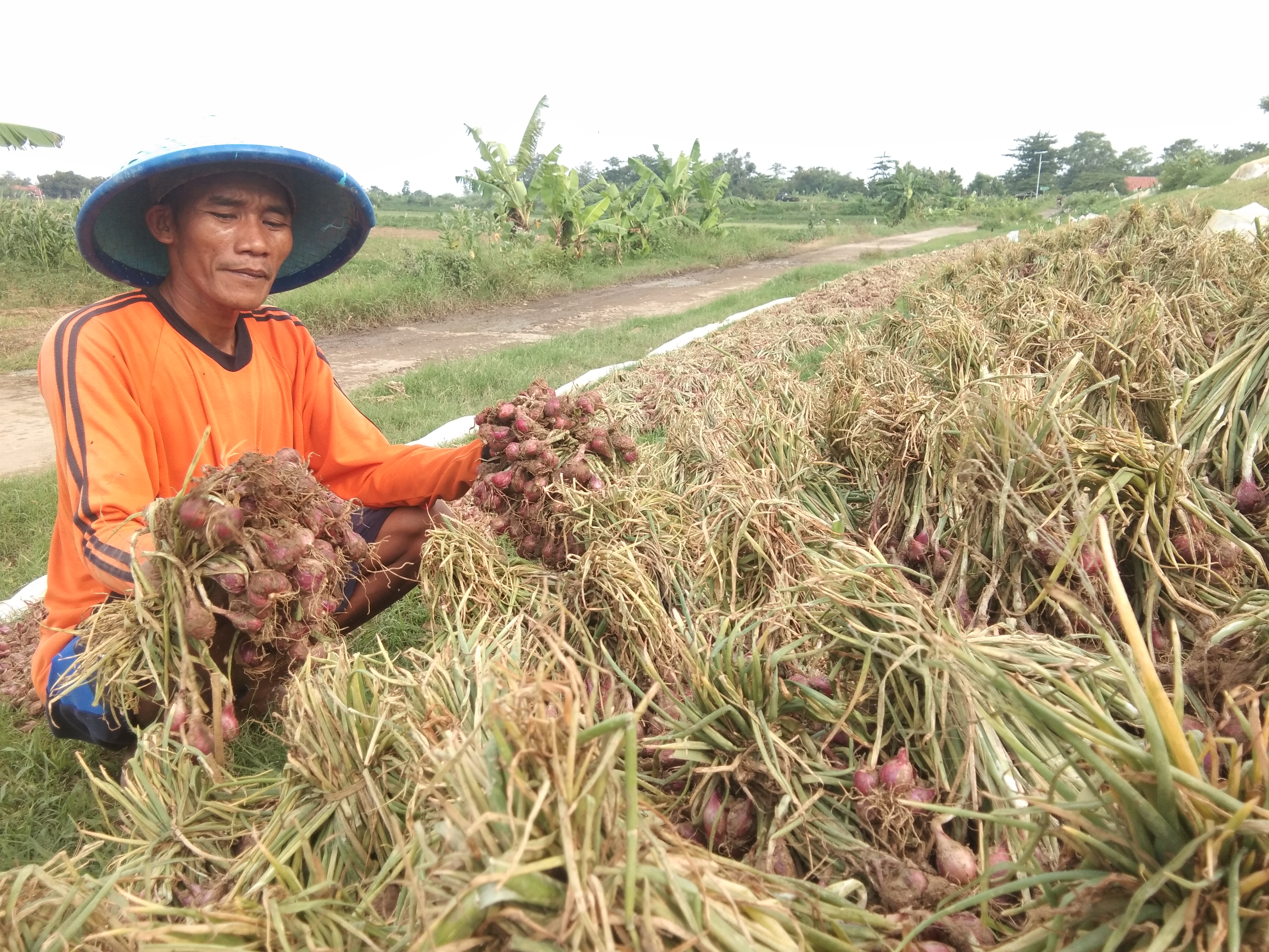 Akhir Panen, Harga Bawang malah Naik