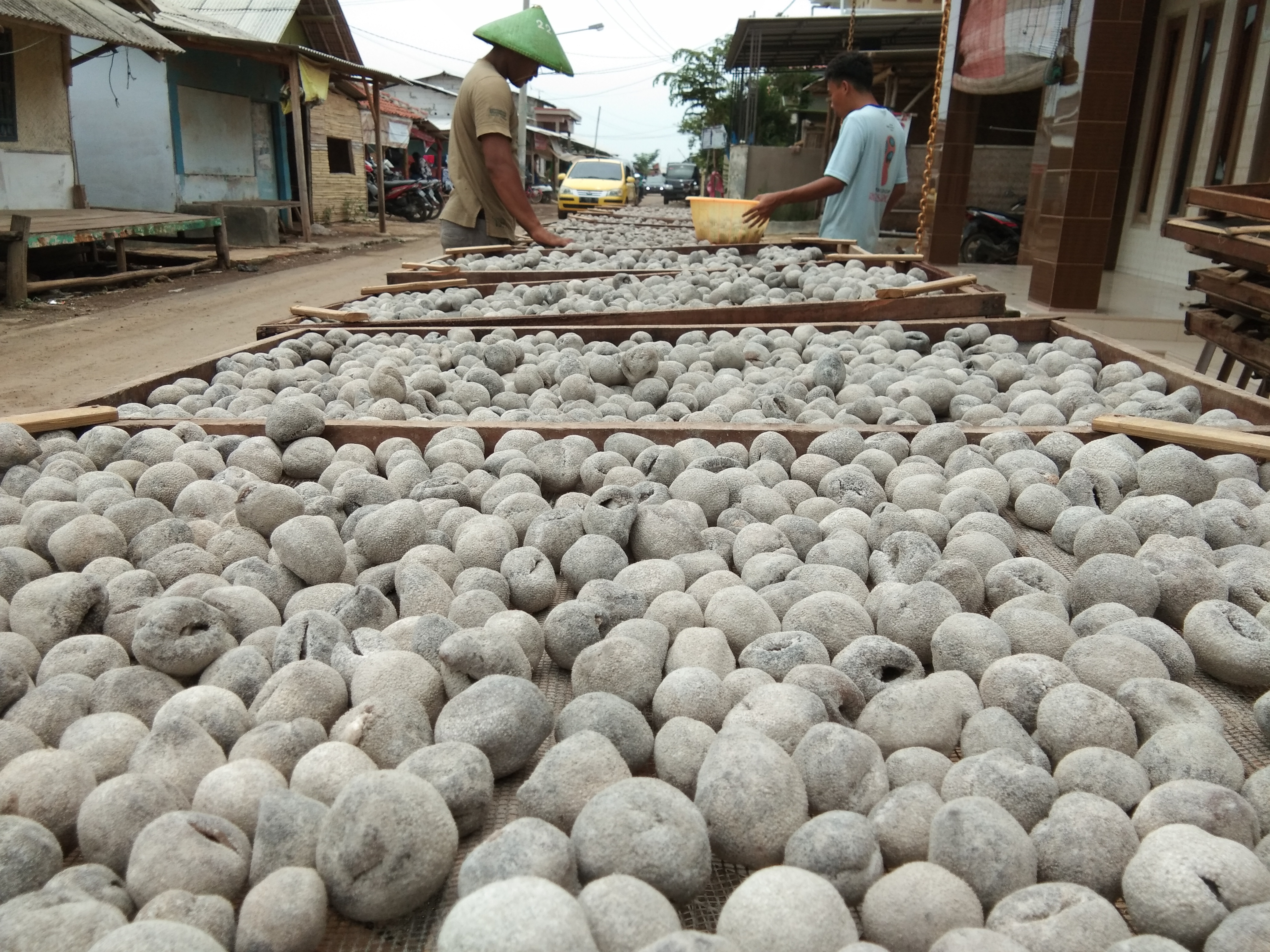 Teripang Bulat “Onol-onol”, Harga Mahal tapi Berpotensi Rusak Ekosistem Laut