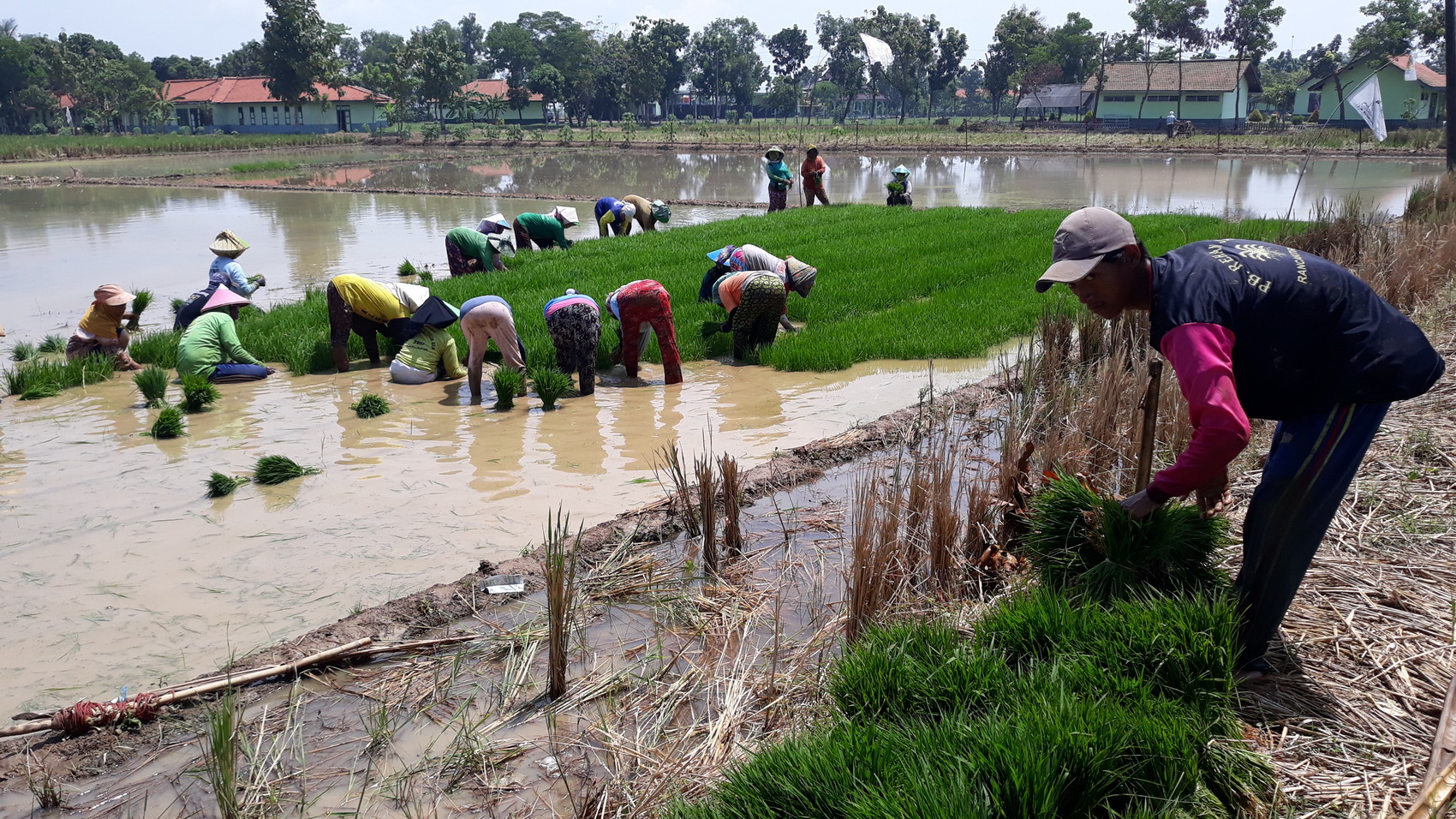 Petani Percepat Tanam Padi Lahan Tadah Hujan, Minim Irigasi Teknis