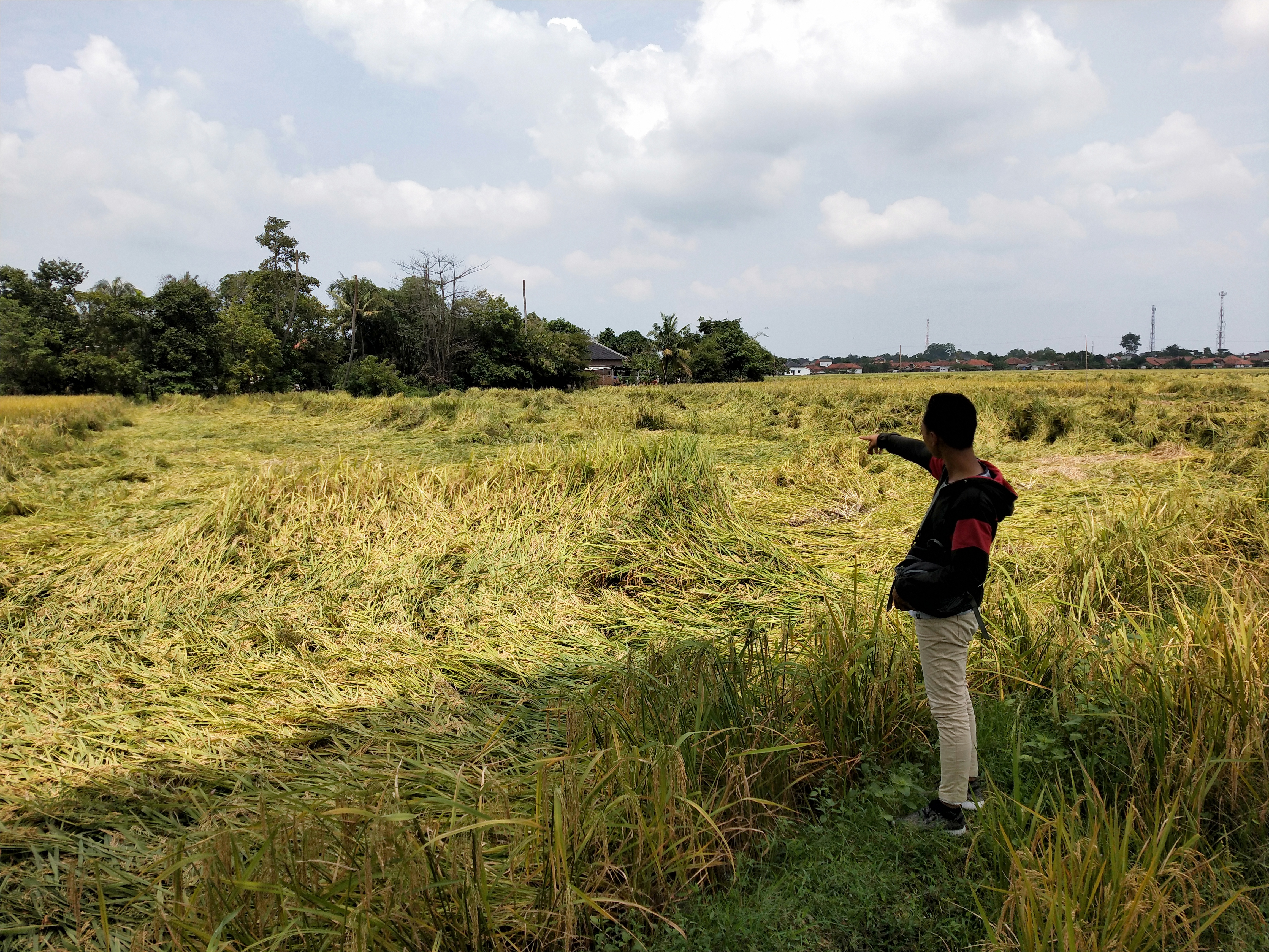 Hektaran Padi Siap Panen Roboh Disapu Hujan