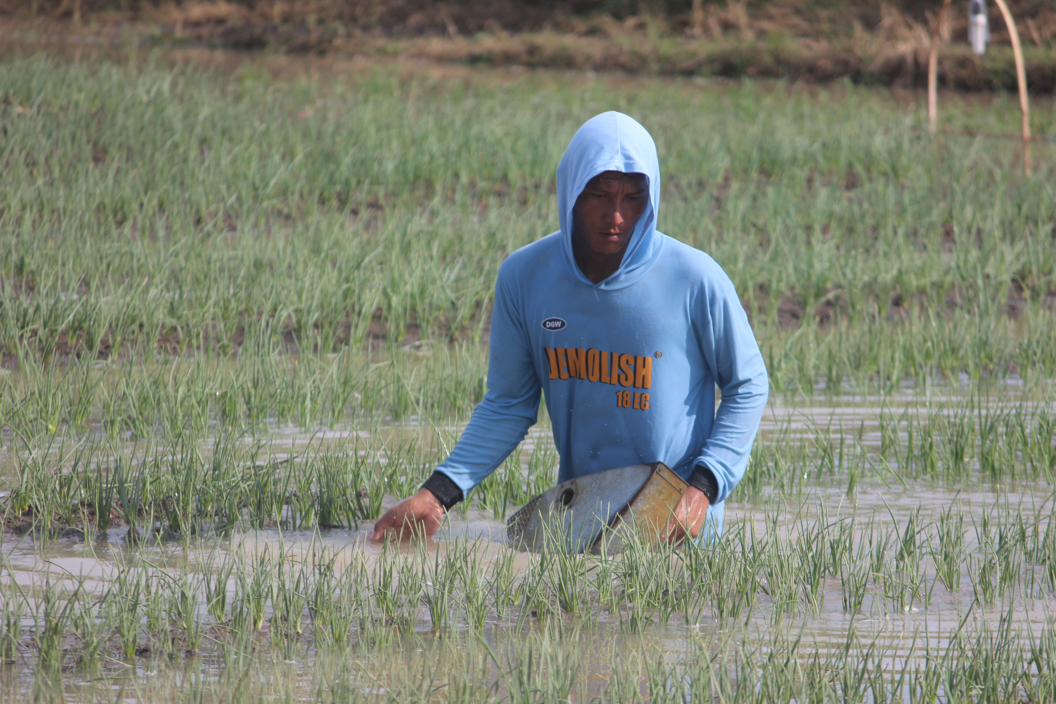 Puluhan Hektar Lahan Bawang Terendam, Harga Mahal Harusnya Dapat Untung Besar, malah Petani Merugi