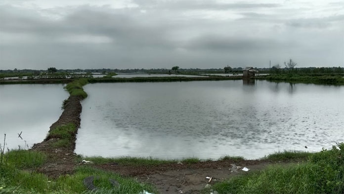 Banjir Indramayu, Puluhan Hektare Lahan Tambak Tenggelam