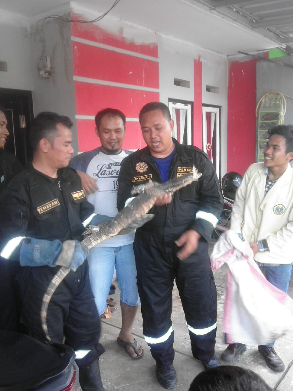 Damkar Tangkap Biawak Masuk Rumah