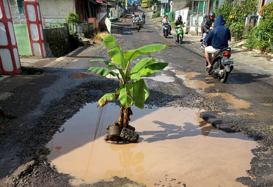 Jalan Hancur, Warga Tanam Pohon di Tengah Jalan