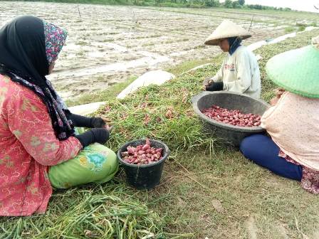 Petani Bawang Rugi Miliaran Rupiah, Belasan Hektar Terendam Banjir, Terpaksa Panen Dini