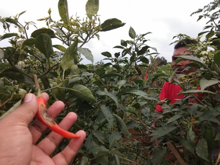 Cabai Merah Banyak Rusak, Petani Tetap Untung