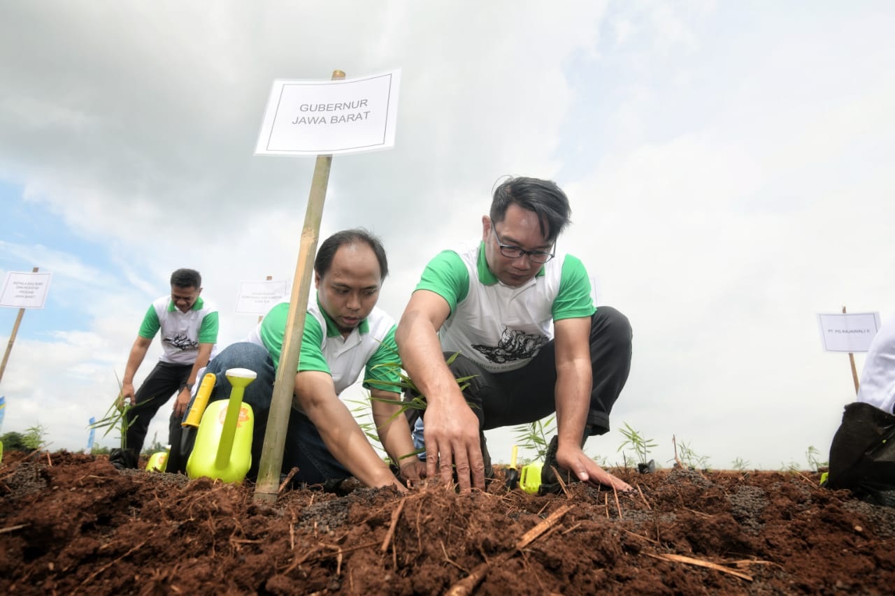 Dua BUMD Jabar Kolaborasi Tanam Jahe