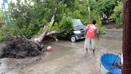 Pohon Tumbang Timpa Mobil Parkir