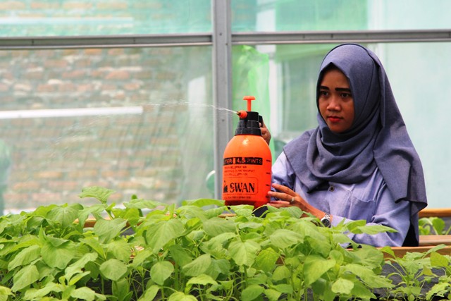 Urban Farming, Solusi Bisnis di Lahan Terbatas