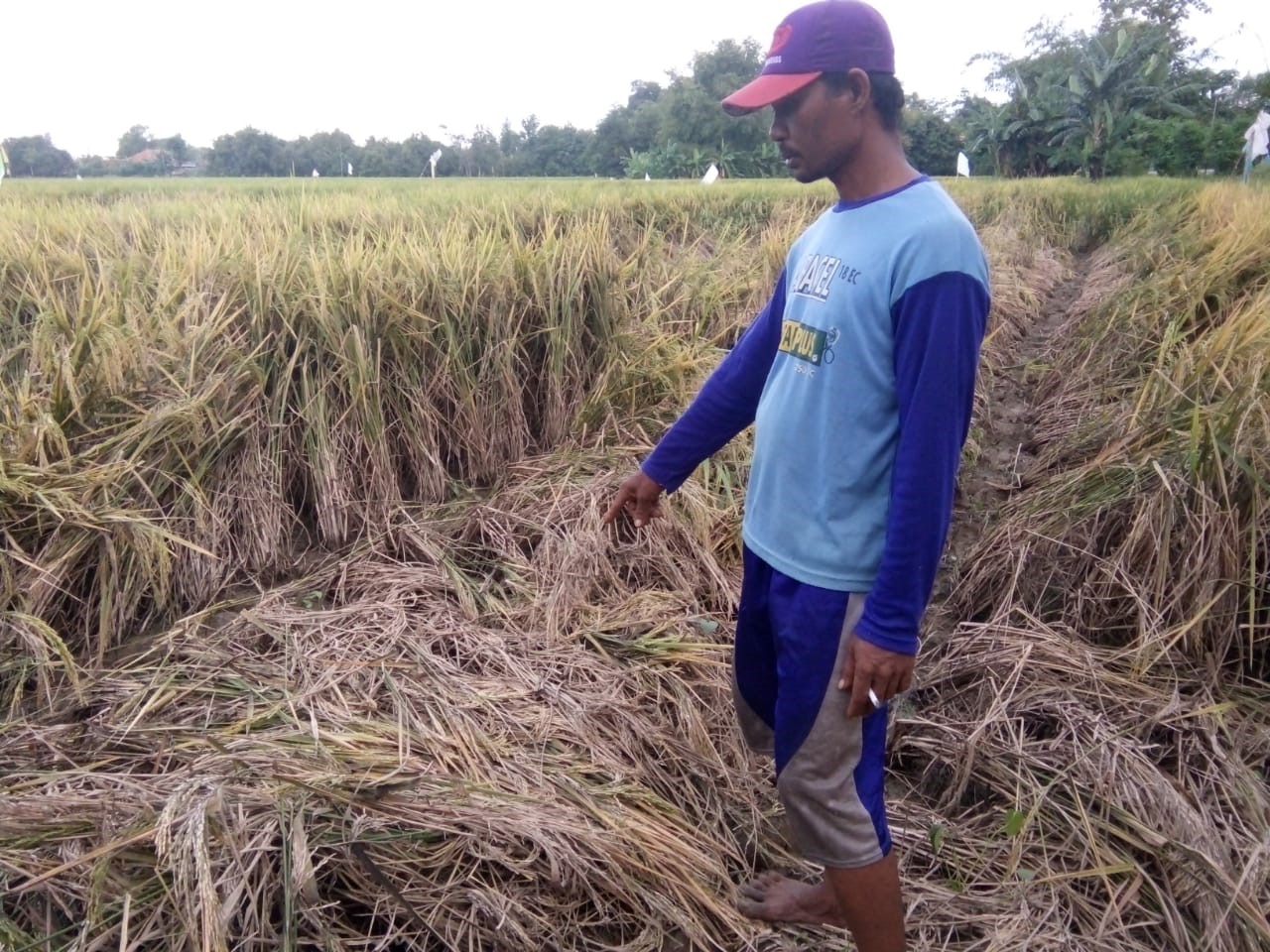 Petani Minta Pemerintah Segera Turun Tangan,  Tanaman Pagi Diserang Hama