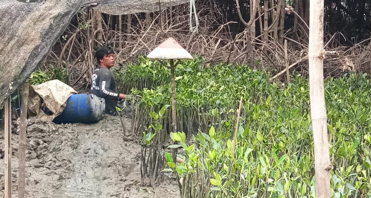 Lahan Mangrove Sulit Berkembang