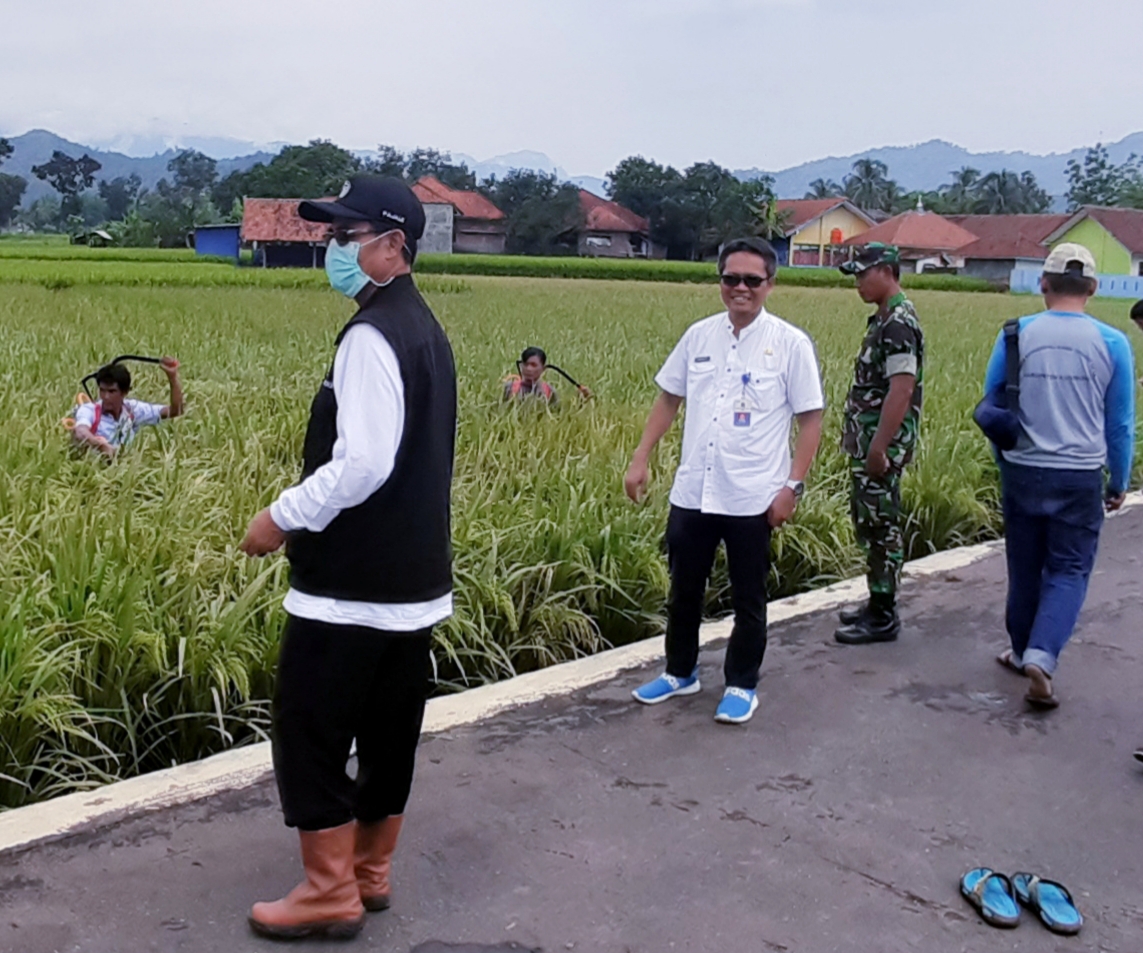 Sawah 30 Desa Diserang Hama Wereng Coklat