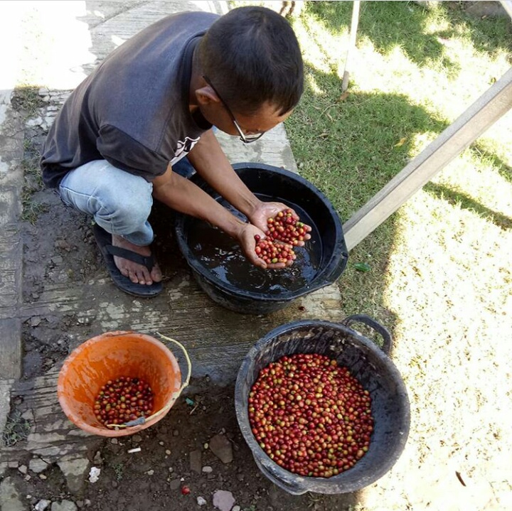 Kopi Gunungwangi Rambah Pasar Australia