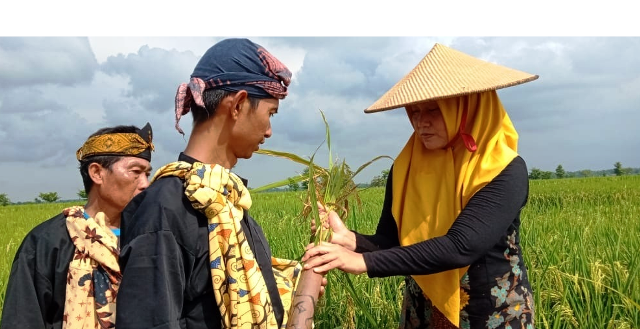 Lestarikan Tradisi Jelang Panen Raya