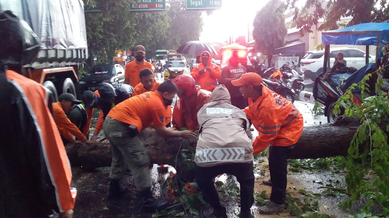Pohon Tumbang di Penggung, Jl Jenderal Sudirman Sempat Tertutup dan Mobil Pick Up Tertimpa