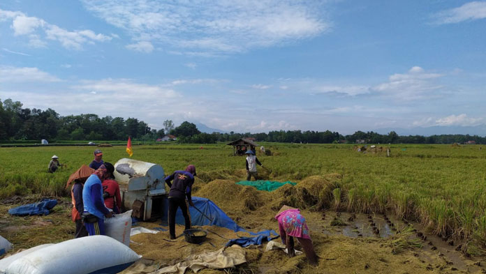 Petani Tadah Hujan di Gantar Mulai Panen Padi