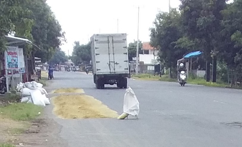 Jemur Gabah di Bahu Jalan Disoal