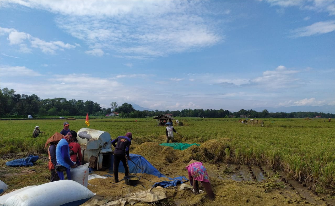 Musim Panen, Harga Gabah Jatuh, Bandar Tunda Pembelian