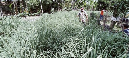 Di Tengah Pandemi Corona, Pilih Berkebun dengan Memanfaatkan Pekarangan Rumah