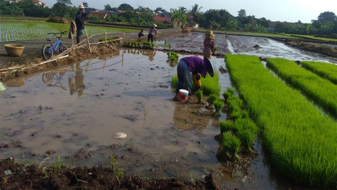 Petani Majalengka Bersiap Lakukan Musim Tanam Kedua di Tengah Pandemi Corona