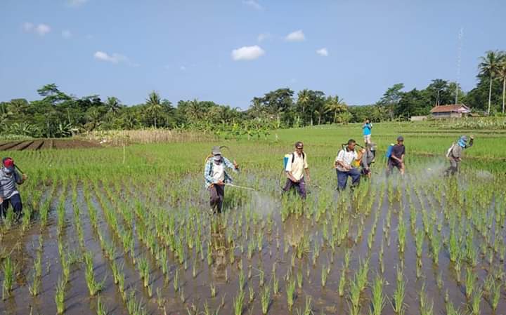 10 Hektare Sawah Cilaja Diserang Hama