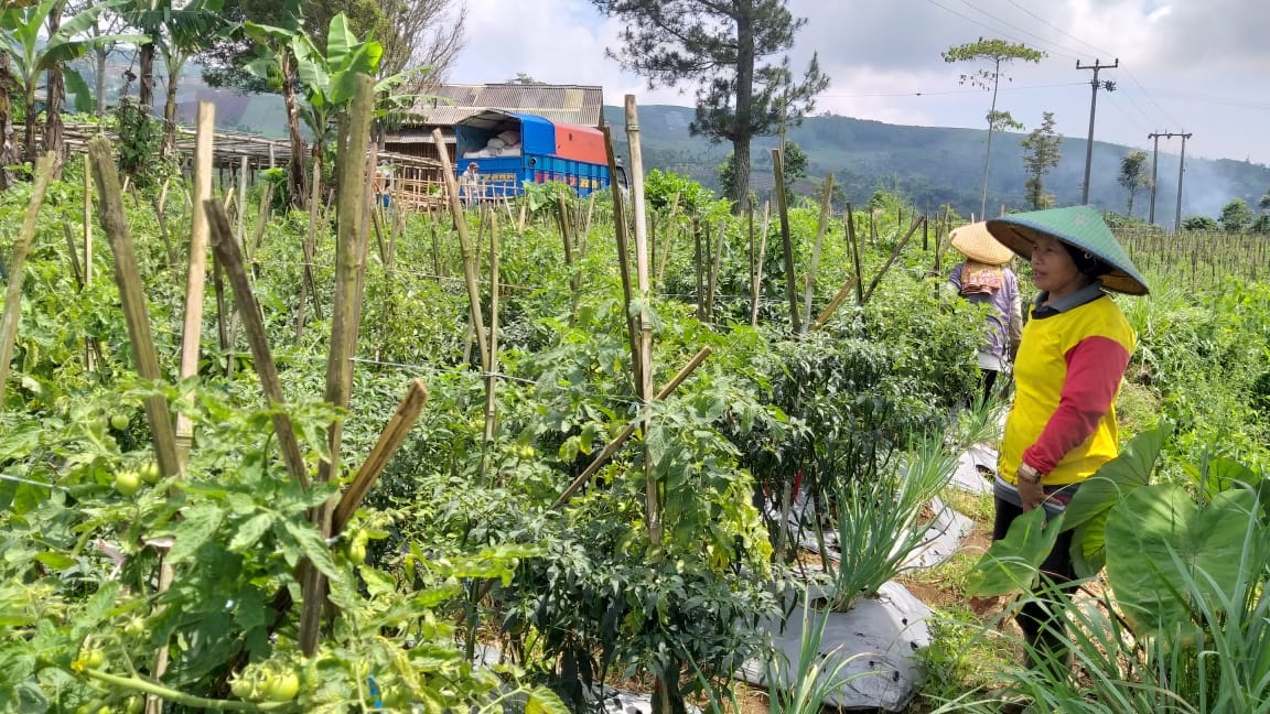 Petani Harap Harga Sayuran Naik