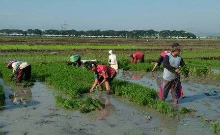 Distan Pastikan Petani Tetap Tanam