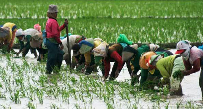 Petani Disarankan Ikut Asuransi Pertanian