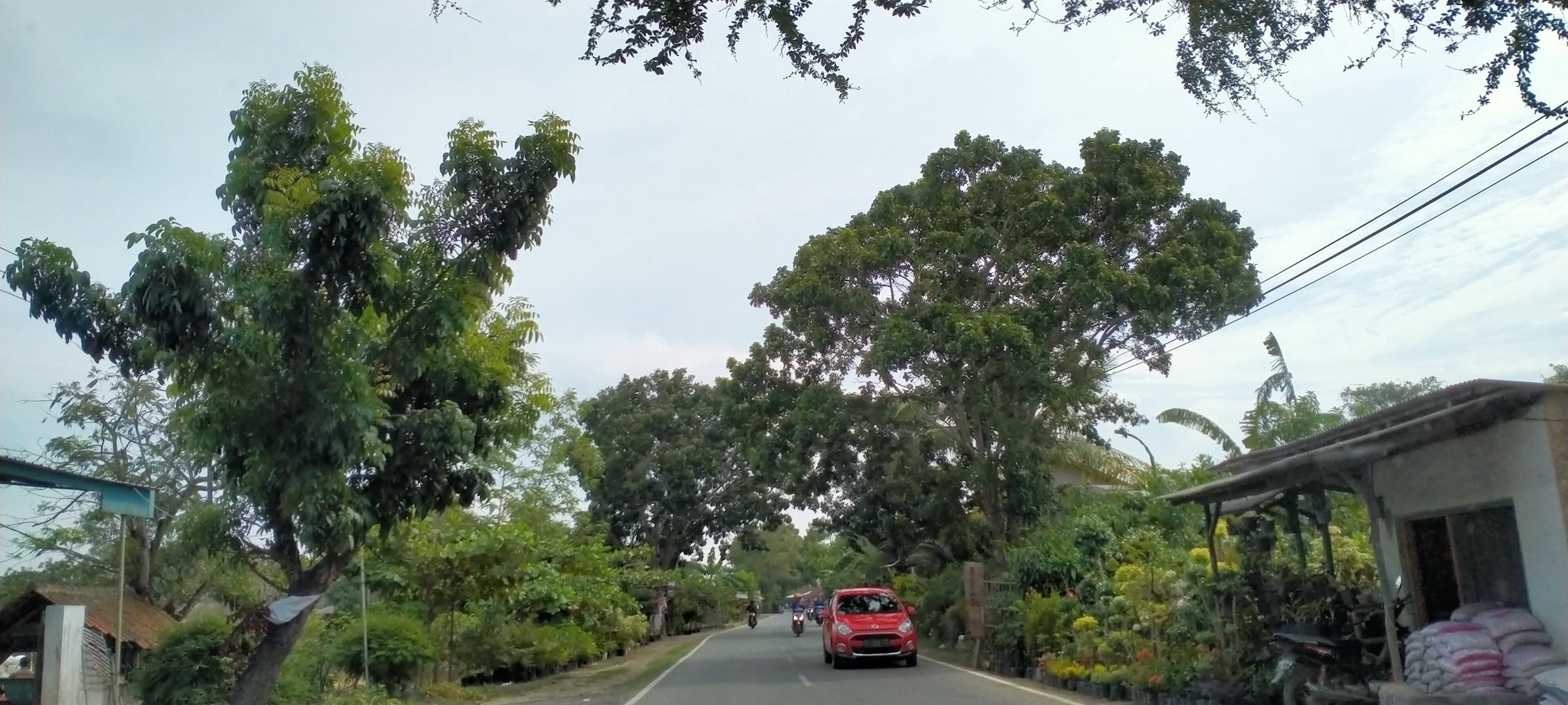 Pengendara Cemas Pohon Tua Rawan Tumbang